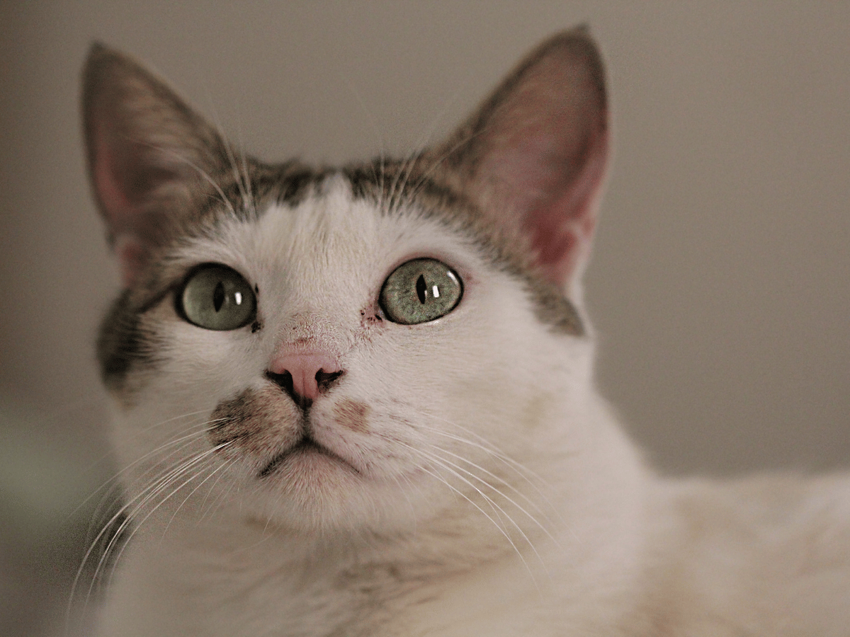 Ce chat à la teigne et non la gale. Il existe plusieurs différence entre la teigne et la gale.