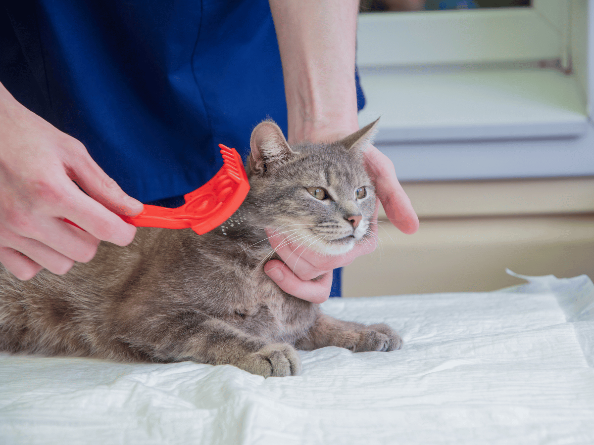 Un vétérinaire utilise un peigne anti-puce pour retirer les puces d'un chat domestique.