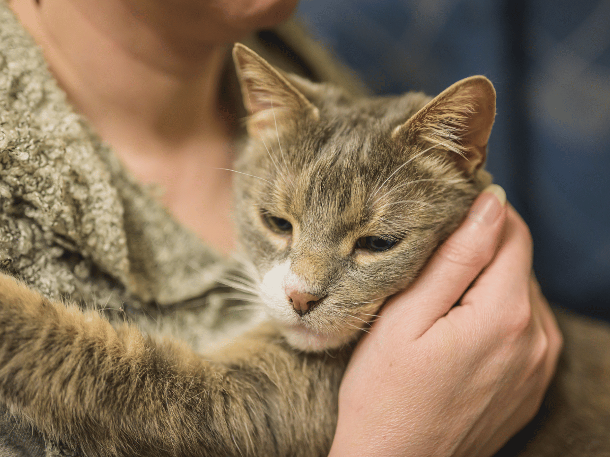 Propriétaire de chat qui se demande l'espérance de vie de son chat atteint de souffle cardiaque
