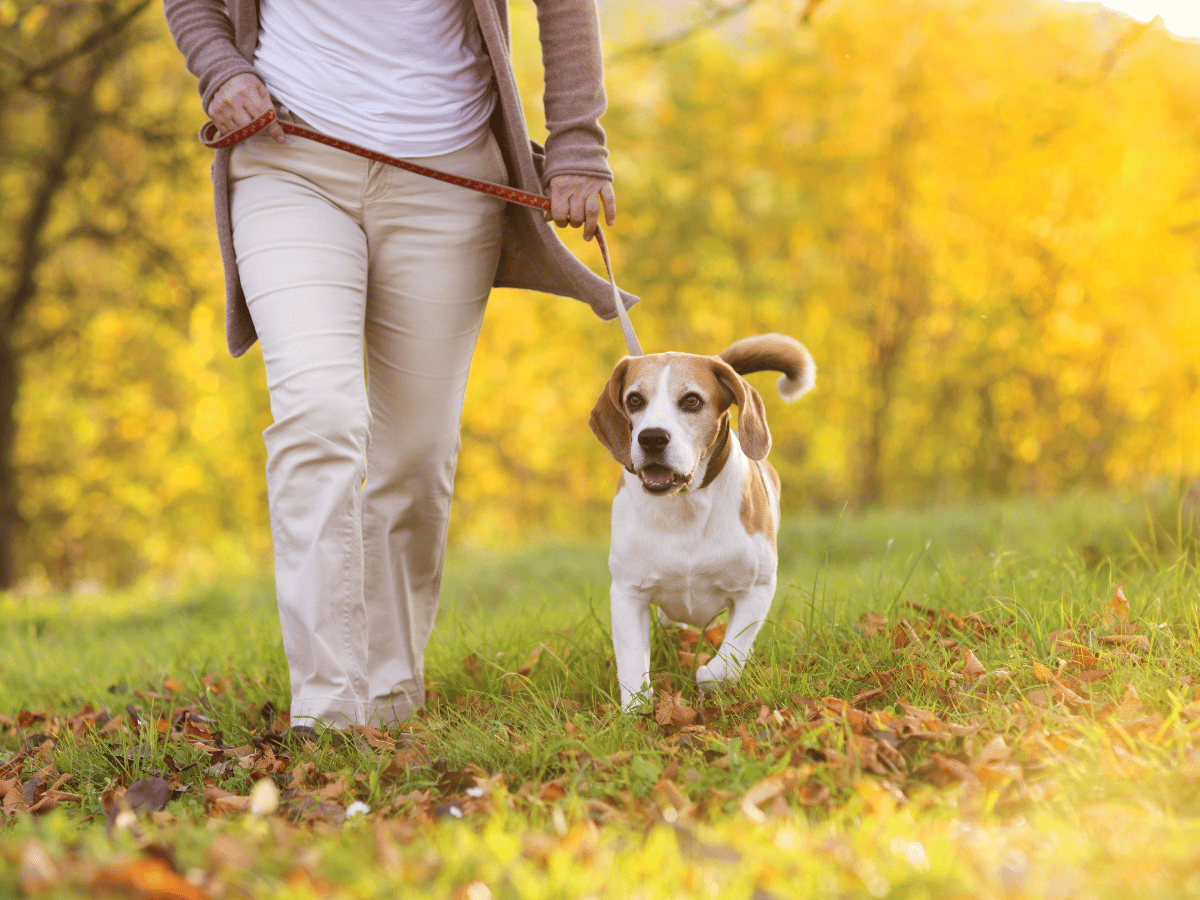 chien âgé en bonne santé malgré un souffle cardiaque