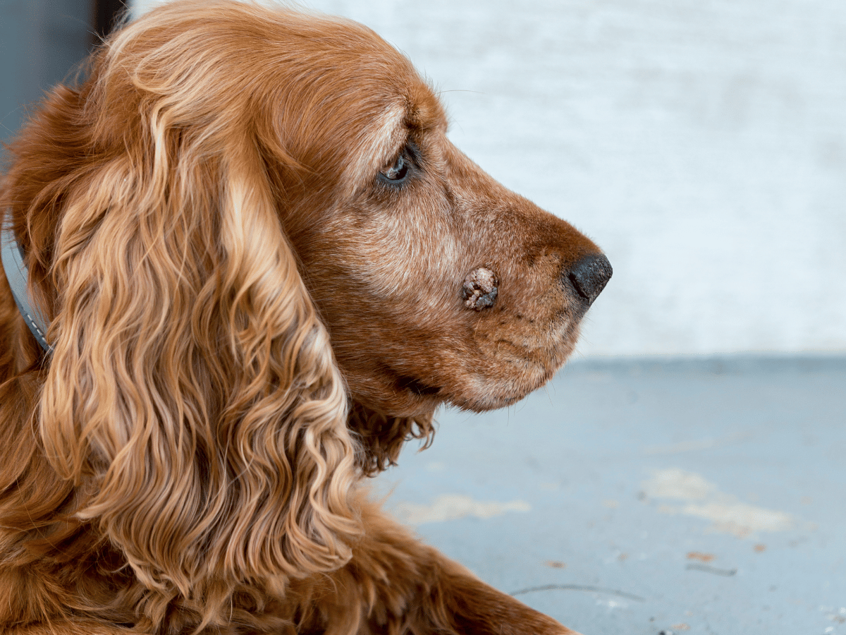 Photo de la tumeur d'un chien