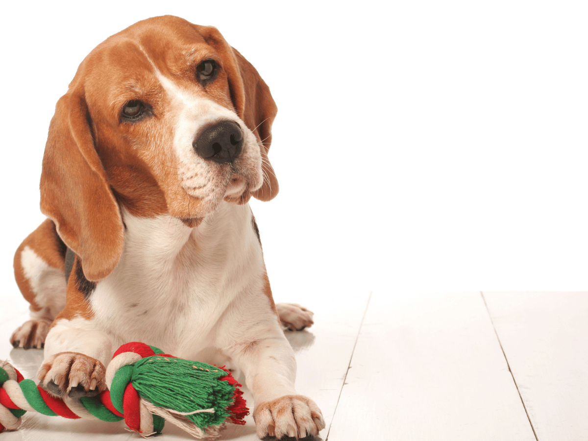 Chien qui a attrapé la gale des oreilles chez le chien en raison des acariens dans son jouet