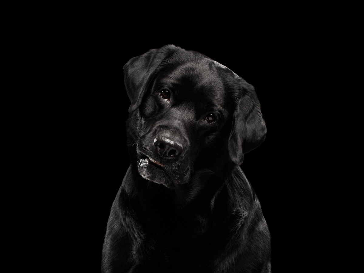 Chien qui se demande quelle est la gravité de l'arythmie chez les chiens