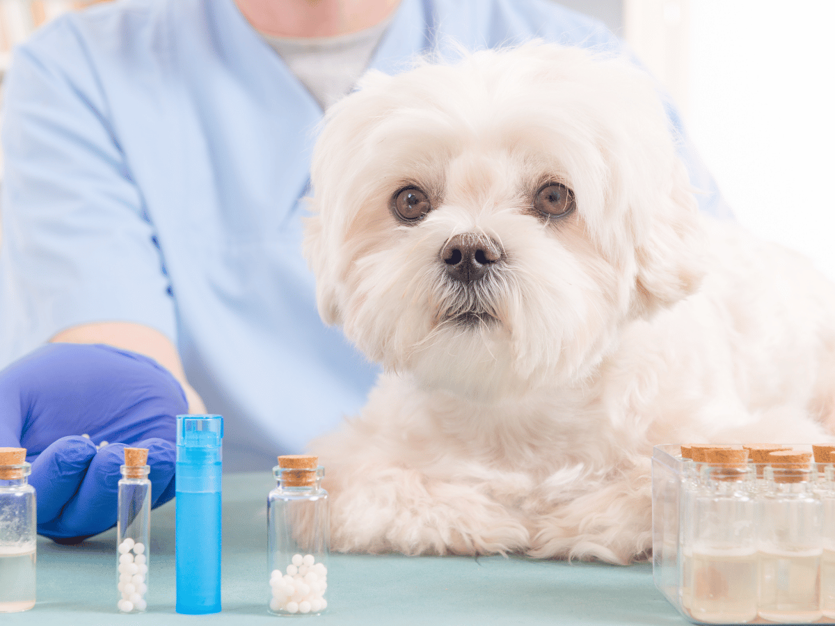 Chien qui prend un remède homéopathique qui améliore sa santé