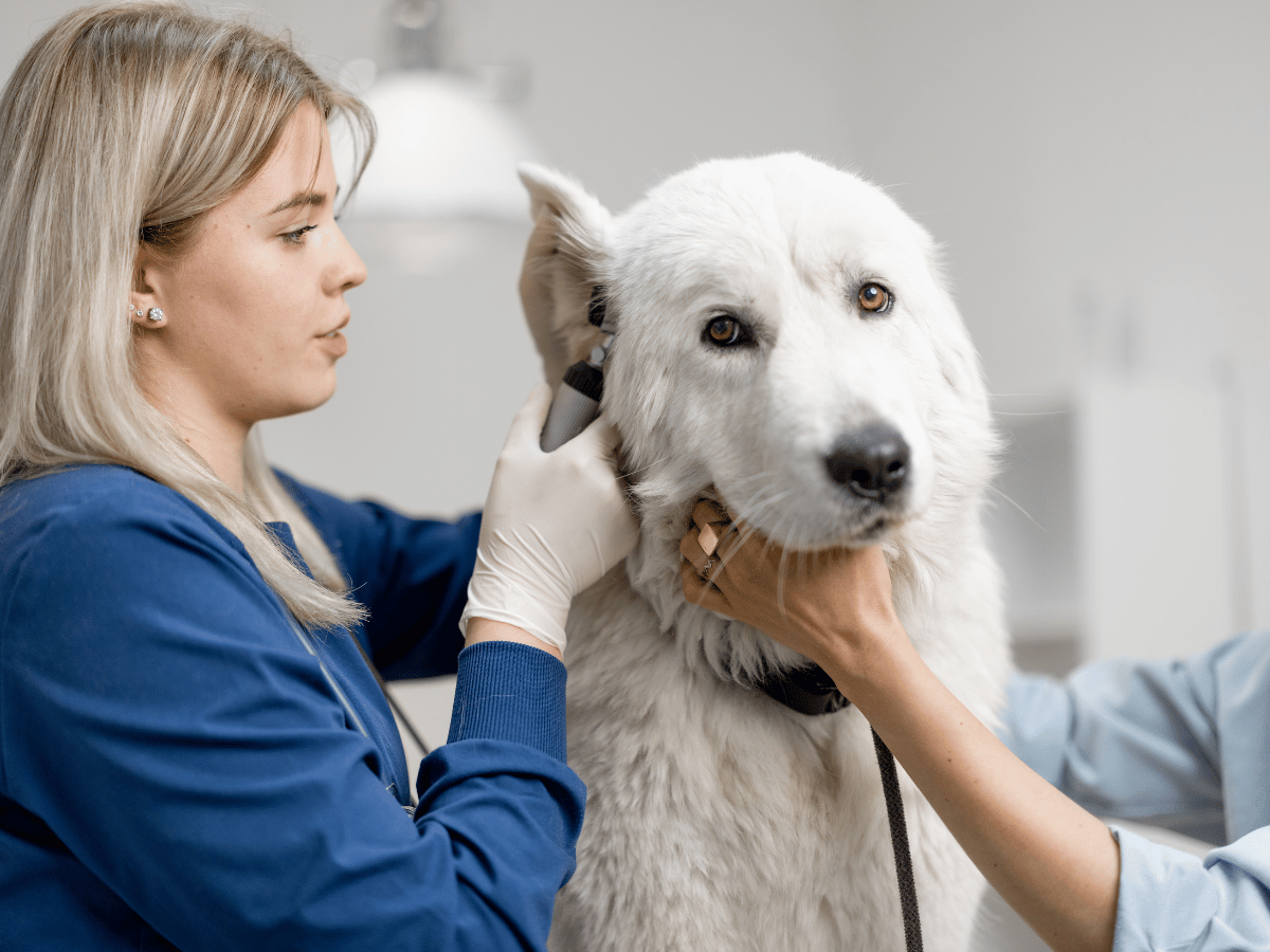 Chien qui a une forme plus grave d'otite constituant une urgence vétérinaire