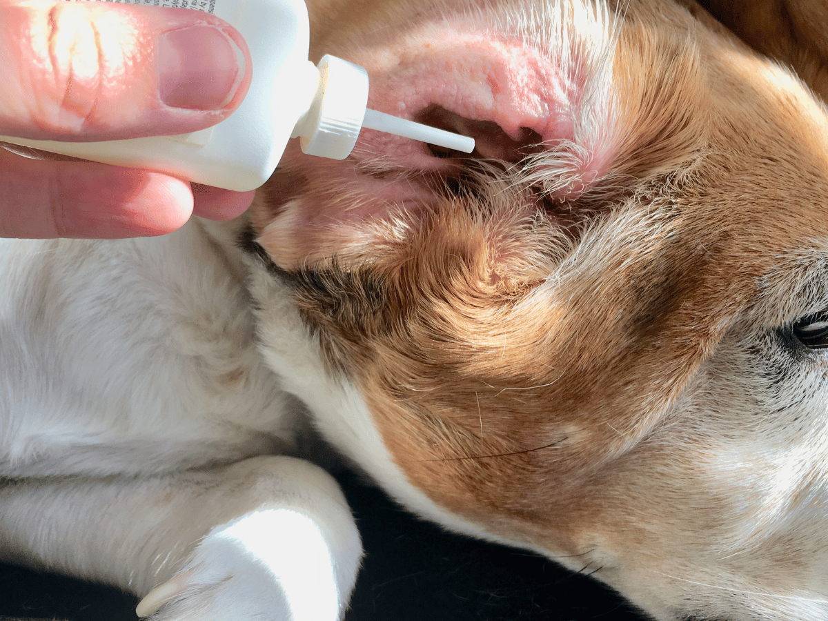 Chien qui se fait nettoyer les oreilles de la bonne façon