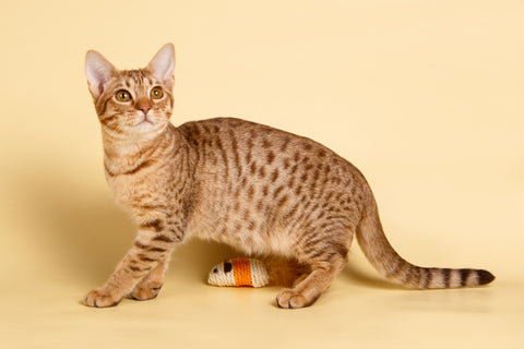 CHAT OCICAT