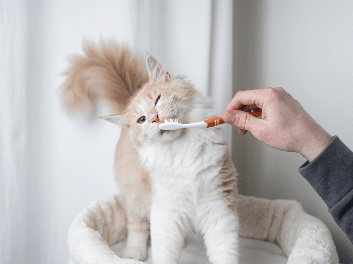 Le brossage de dents est une option naturelle maison pour la stomatite chez le chat