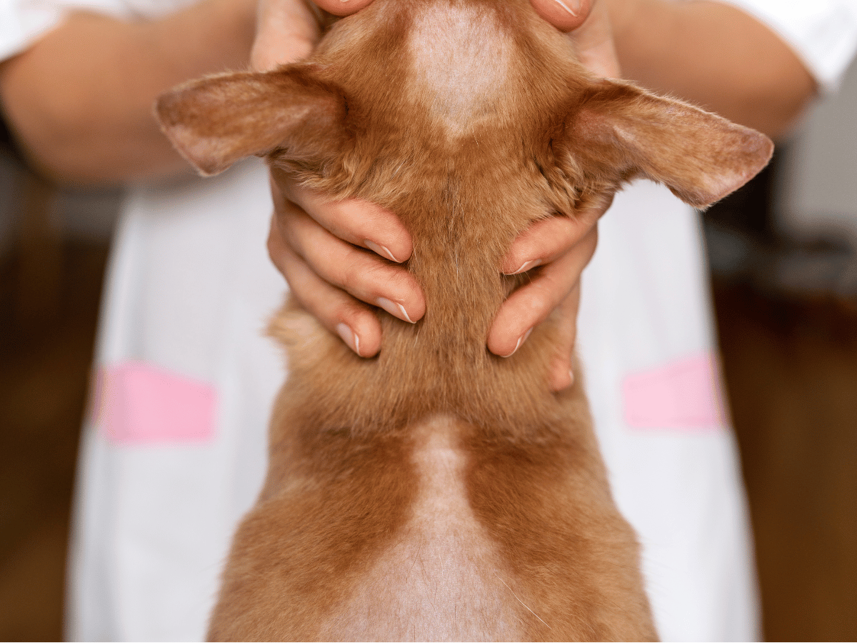 Ce chien souffre d'alopécie, ce qui est différent de la perte de poils