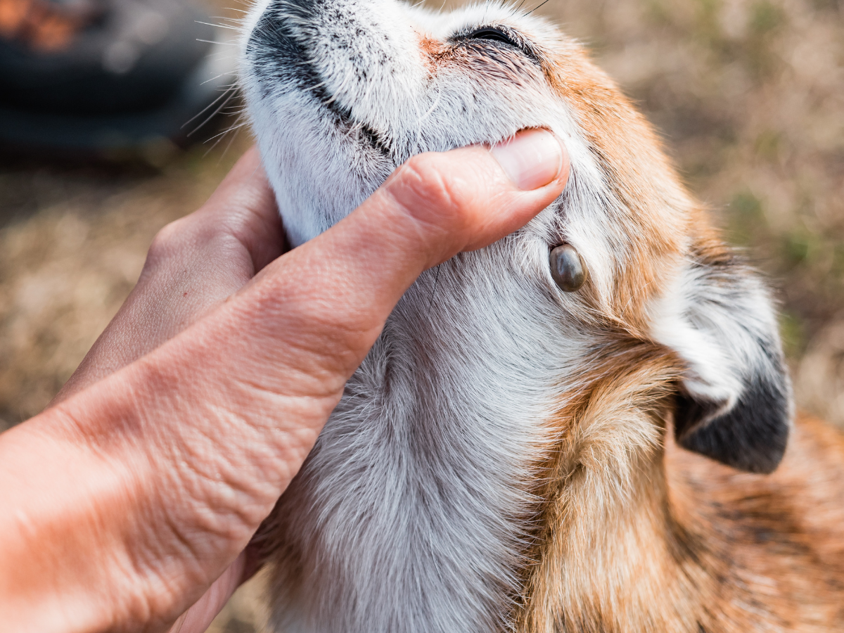 Vue rapprochée d'une tique à travers le pelage d'un chien.