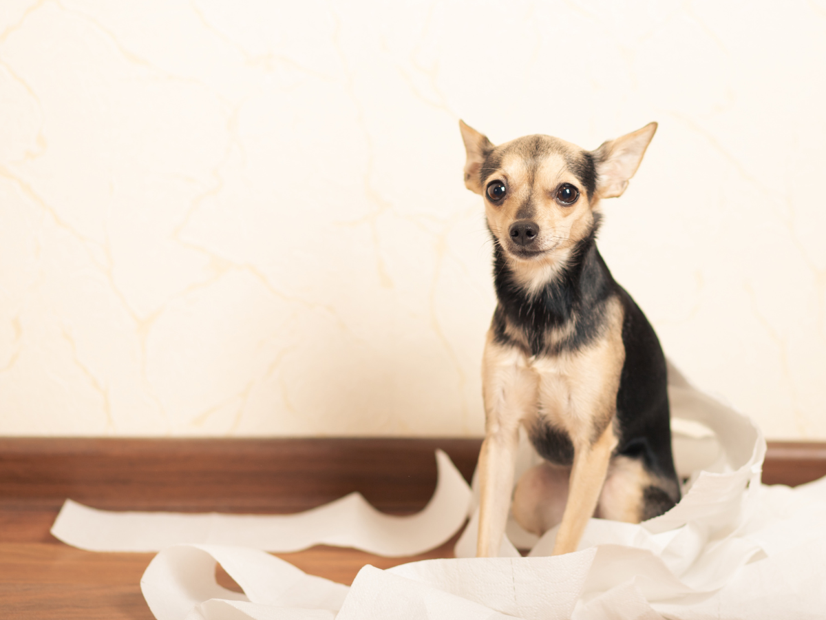 Un chien de race chihuahua souffrant de diarrhée et entouré de papier hygiénique. Il a besoin des remèdes naturels de cet article.