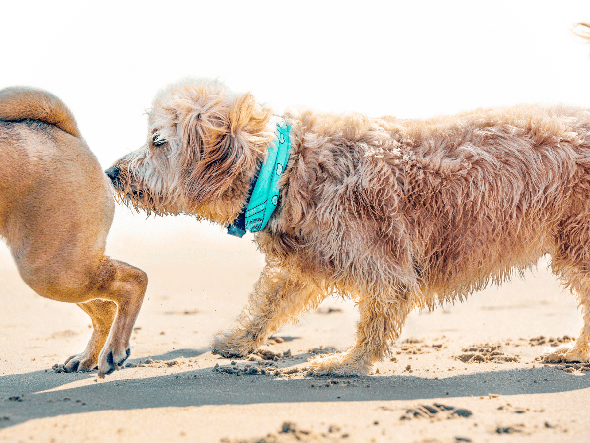 Affections des glandes anales du chien : l'essentiel - PagesJaunes