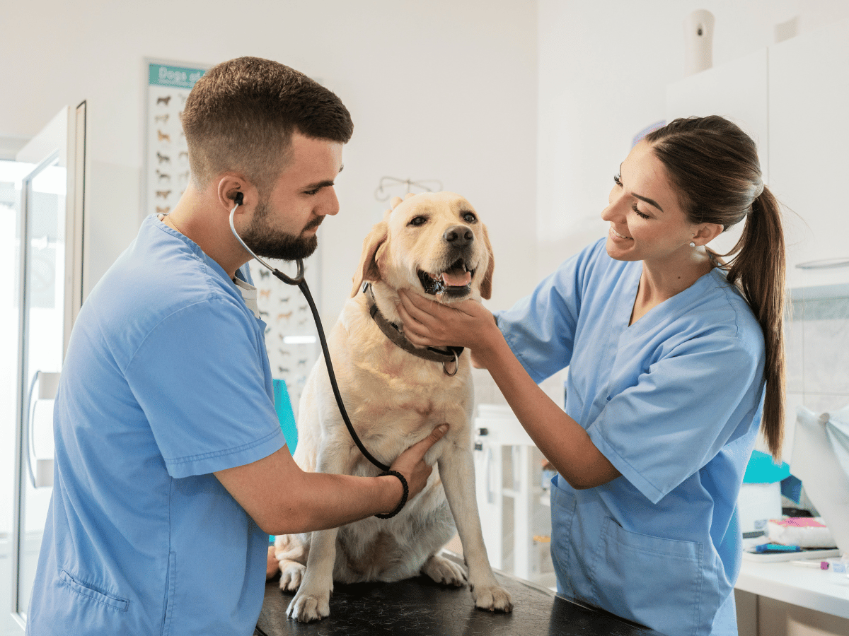 Pour prévenir le cancer, des vétérinaires font un examen annuel de ce chien