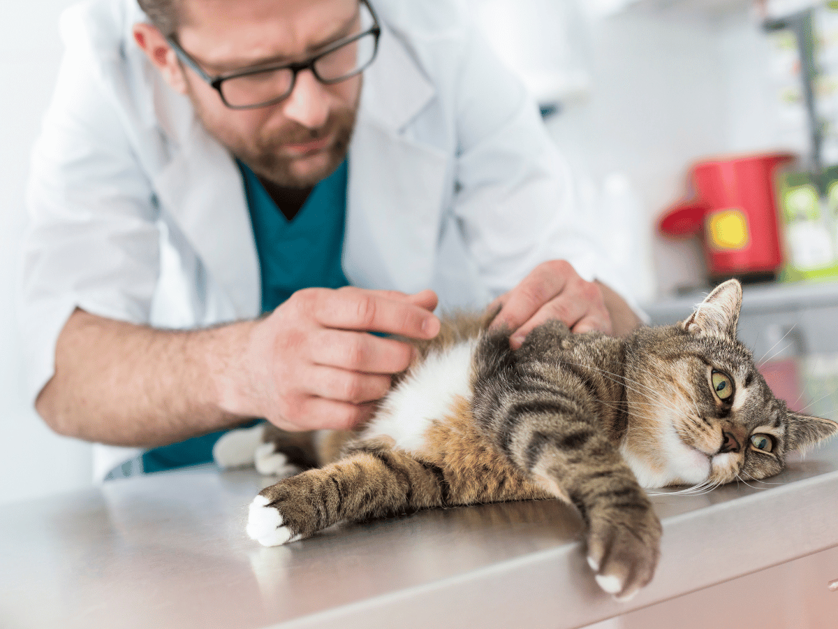 En prévention, un vétérinaire examine le pelage d'un chat domestique pour voir s'il a des puces.