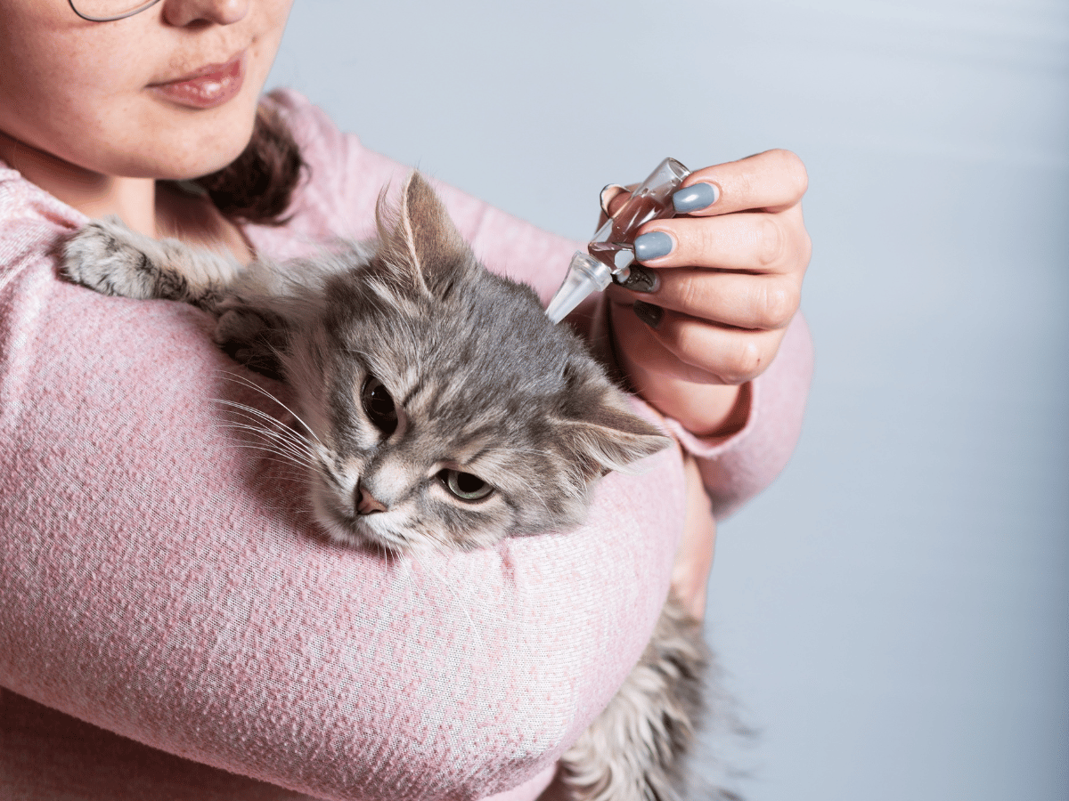 Ce propriétaire de chat administre un traitement antiparasitaire à son chat pour prévenir qu'il soit atteint de vers