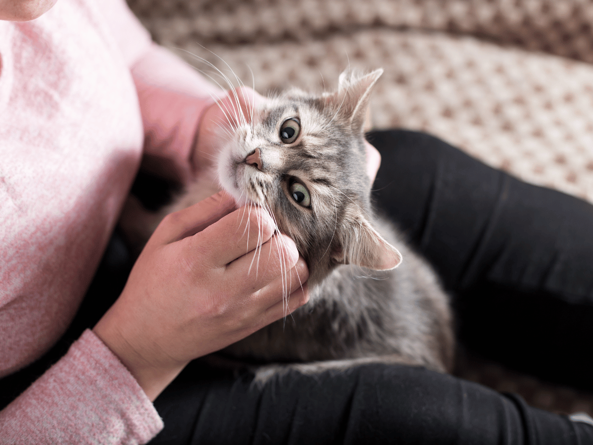 Propriétaire de chat qui flatte son chat en se demandant si les puces peuvent tuer un chat?