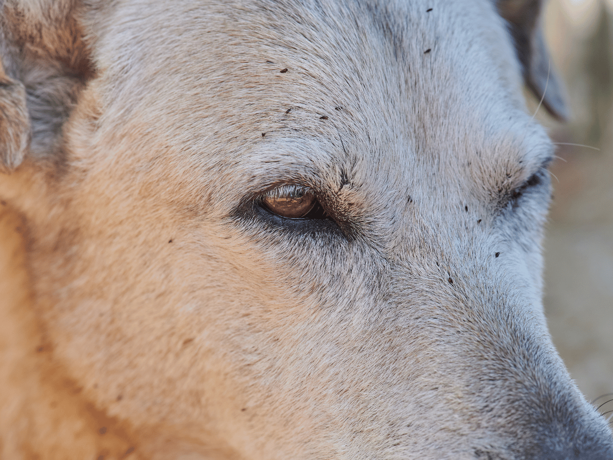 Chien blanc infesté de plusieurs puces sur le visage.