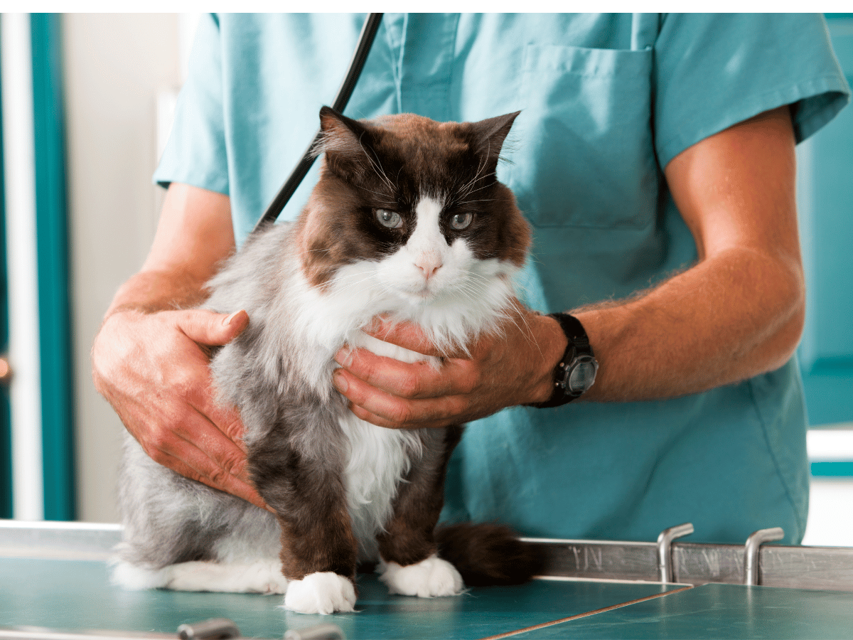 Vétérinaire qui vérifie si un chat a un son de vibration provenant de son coeur aussi appelé ou un souffle cardiaque