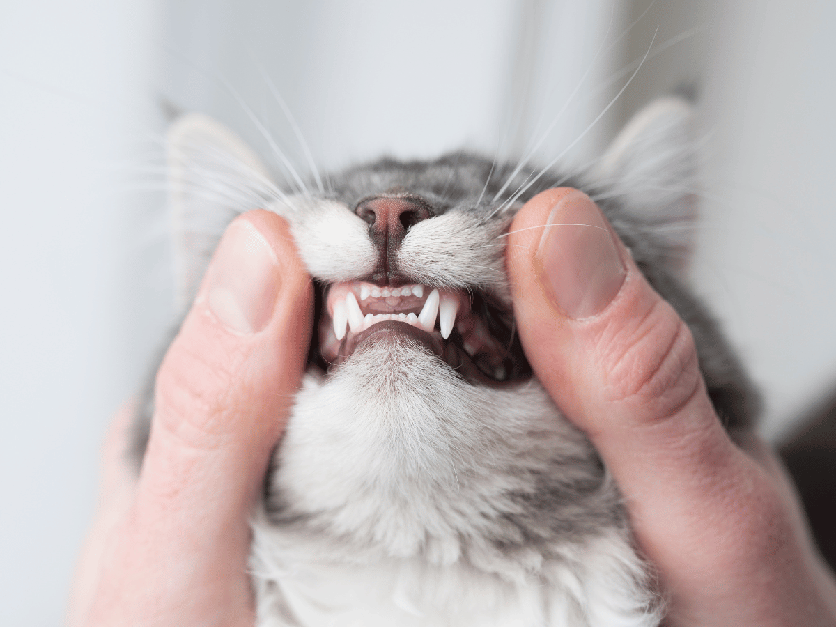 Chat souffrant d'une stomatite même si ses dents sont belles