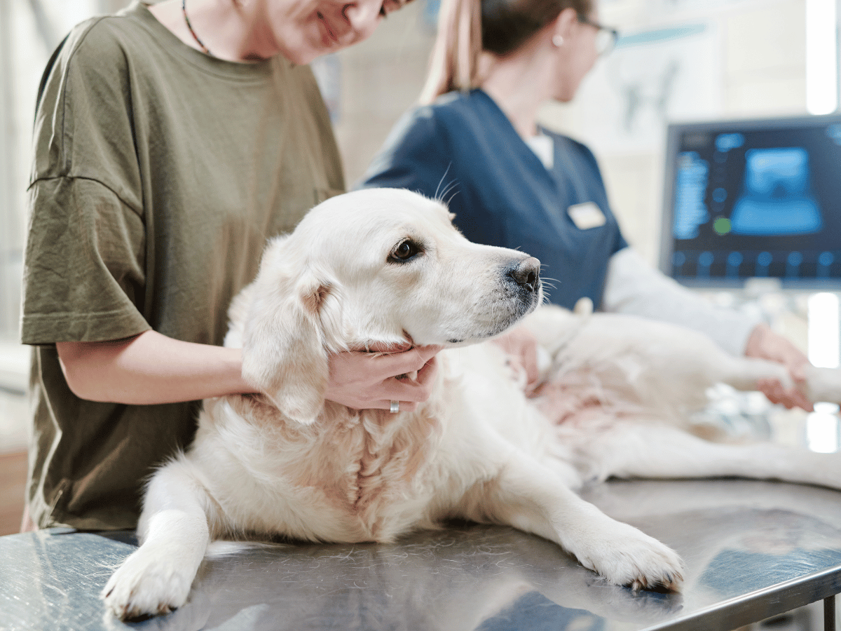 Vétérinaire qui fait une échographie d'un chien constipé