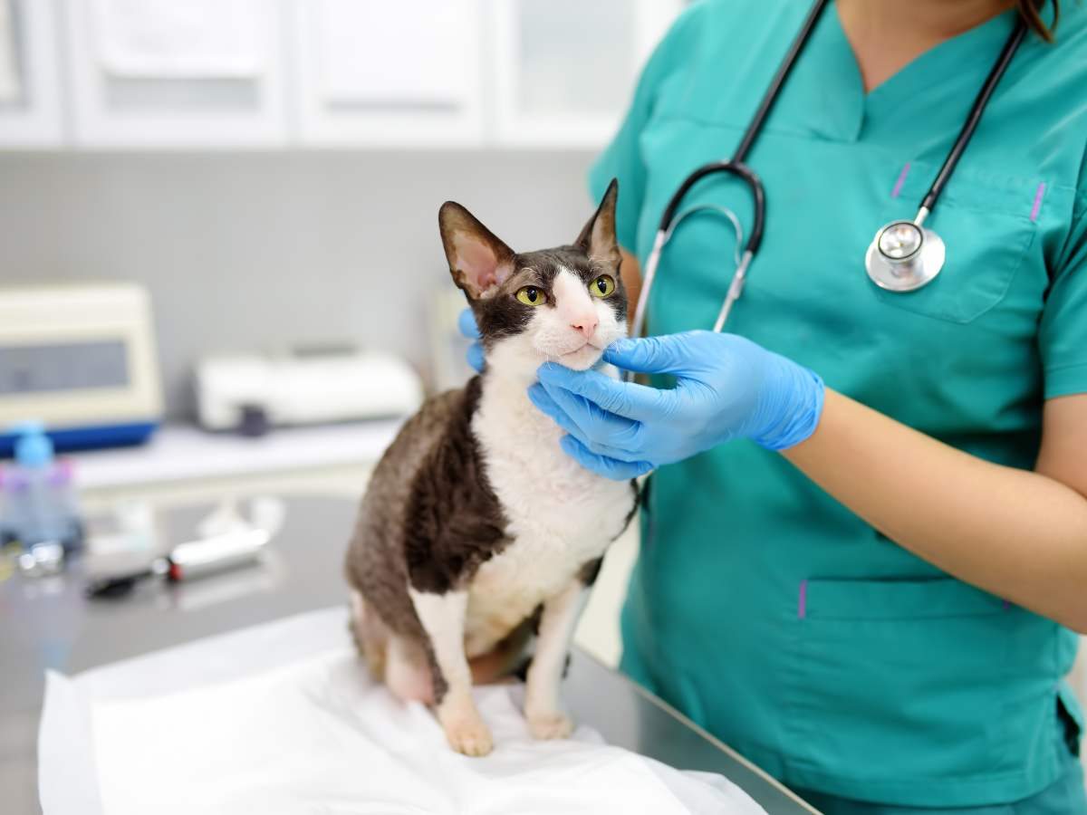 Un vétérinaire analyse un chat pour voir s'il est atteint de la maladie de lyme.