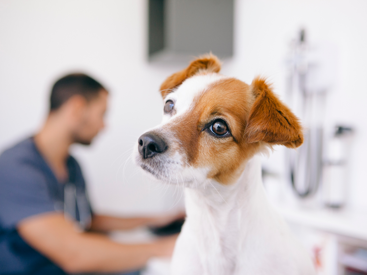 Chien chez le vétérinaire. Son propriétaire se demande s'il a attrapé la maladie de Lyme à cause d'une tique.