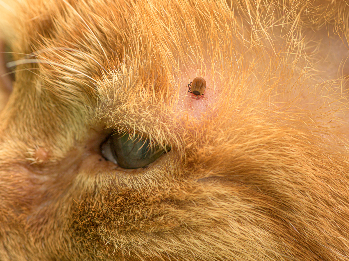 Vue rapprochée d'une tique à travers le pelage d'un chat orange.