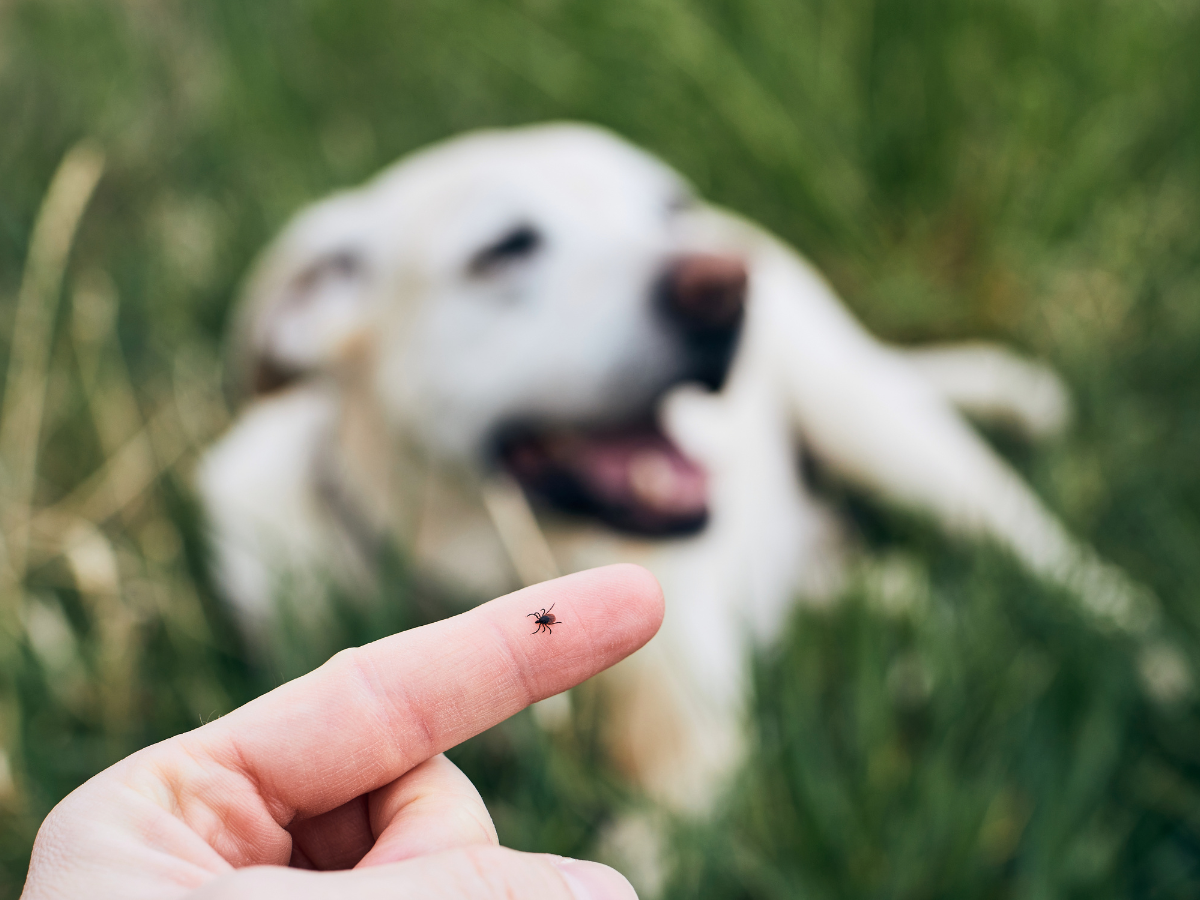 Une tique sur le doigt d'un homme en avant-plan avec un chien golden retriever couché sur la pelouse en arrière-plan.