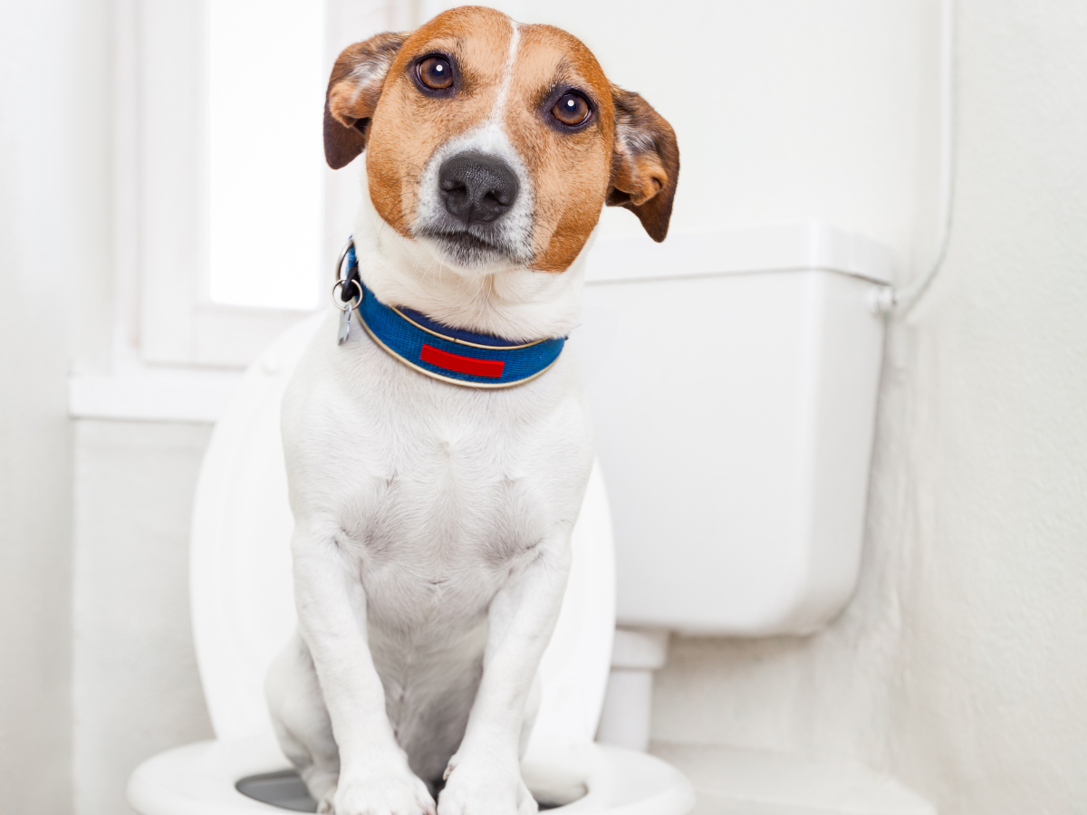 Chien de race beagle souffrant de diarrhées assis sur une toilette et regardant la caméra.