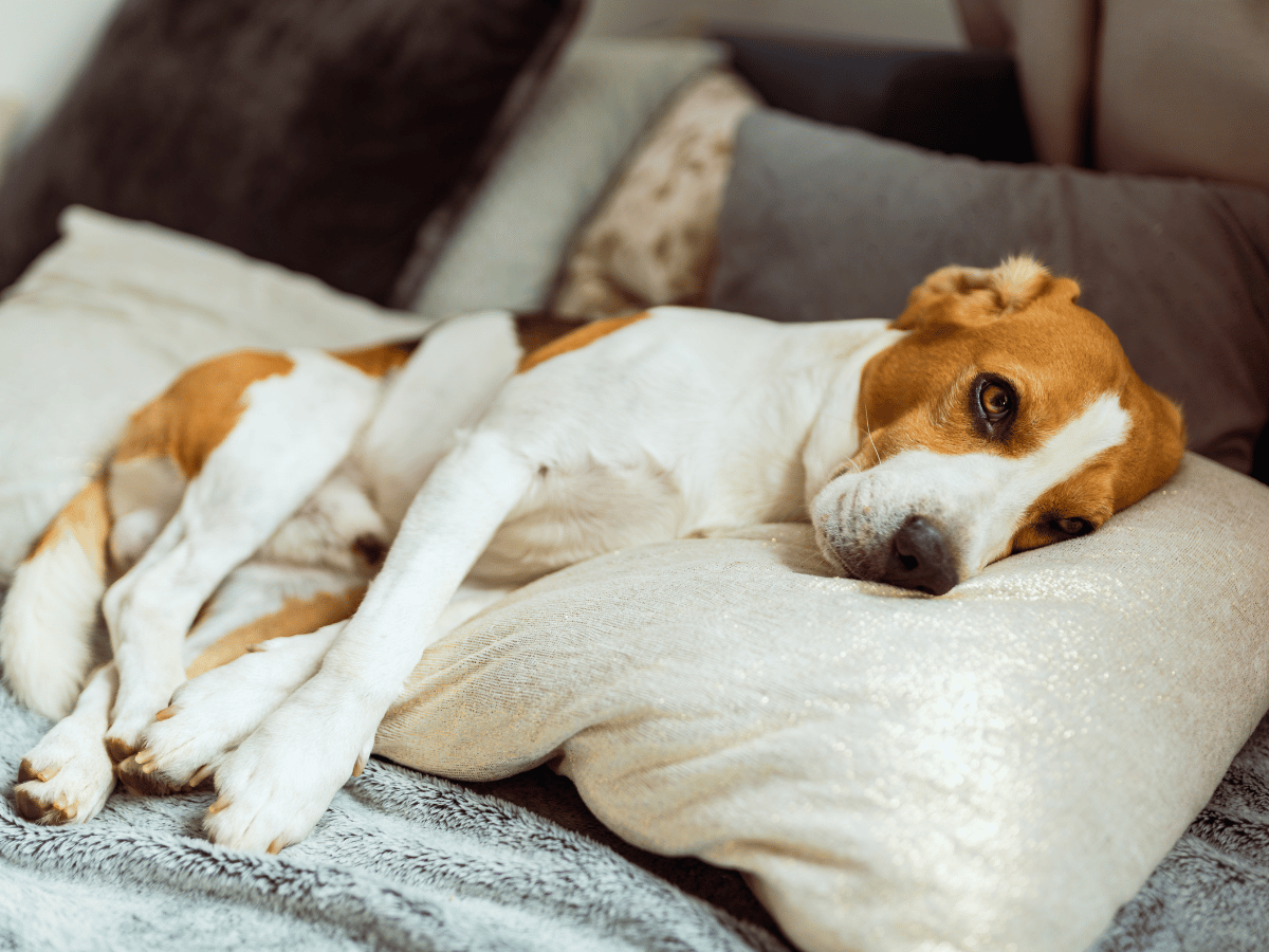 Chien faisant une crise d'épilepsie protégé par des coussins