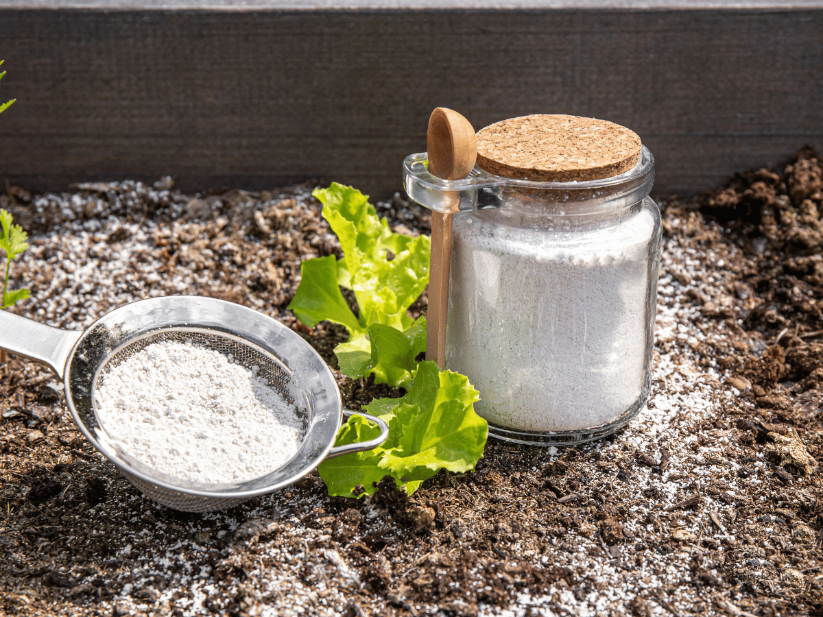 Terre de diatomée dans un pot. Il s'agit d'un anti-puce naturel très efficace.