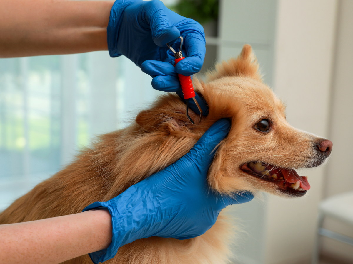 Propriétaire de chien portant des gants bleus qui s'apprête à retirer une tique sur son chien à l'aide d'une pince à tique.