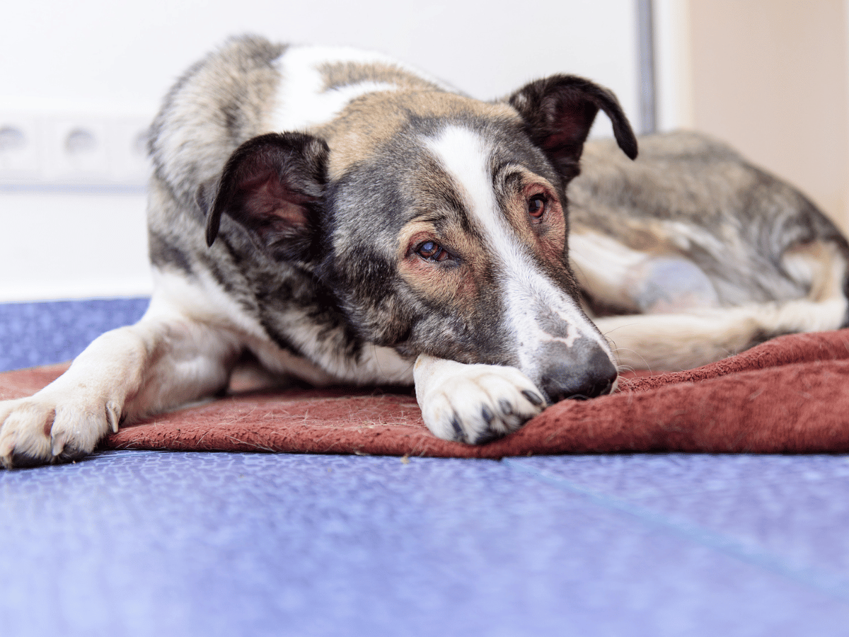 Chien léthargique, ce qui est un signe du cancer chez les chiens