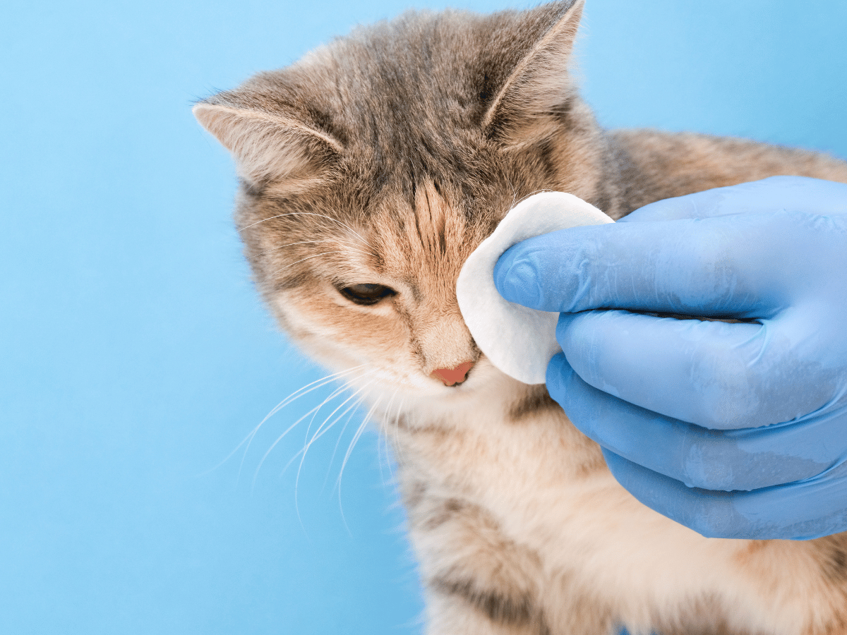 Chat qui se fait nettoyer les yeux à l'aide d'une solution saline sur une gaze