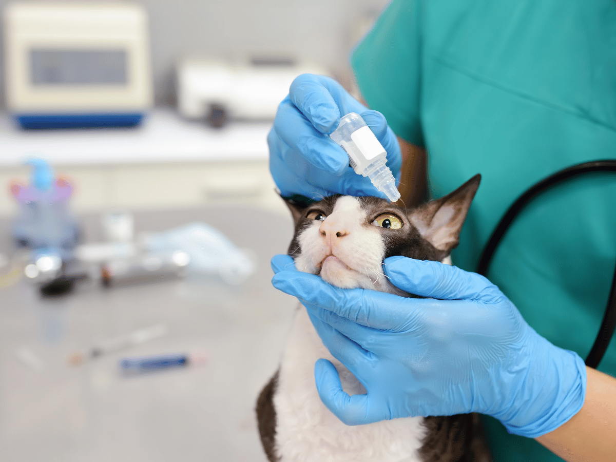 Chat qui reçoit des gouttes oculaires d'un vétérinaire pour soulager sa conjonctivite