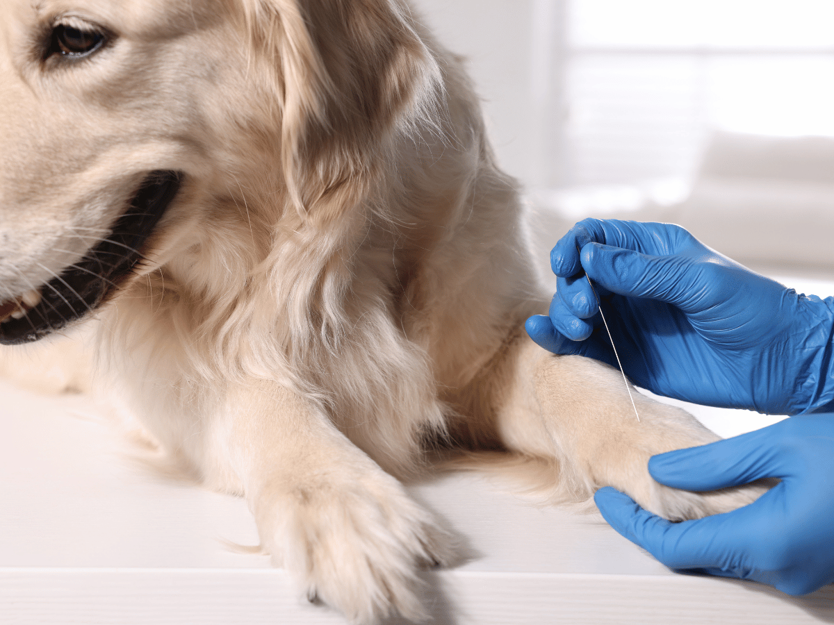 Chien qui reçoit un traitement d'acupuncture pour son épilepsie