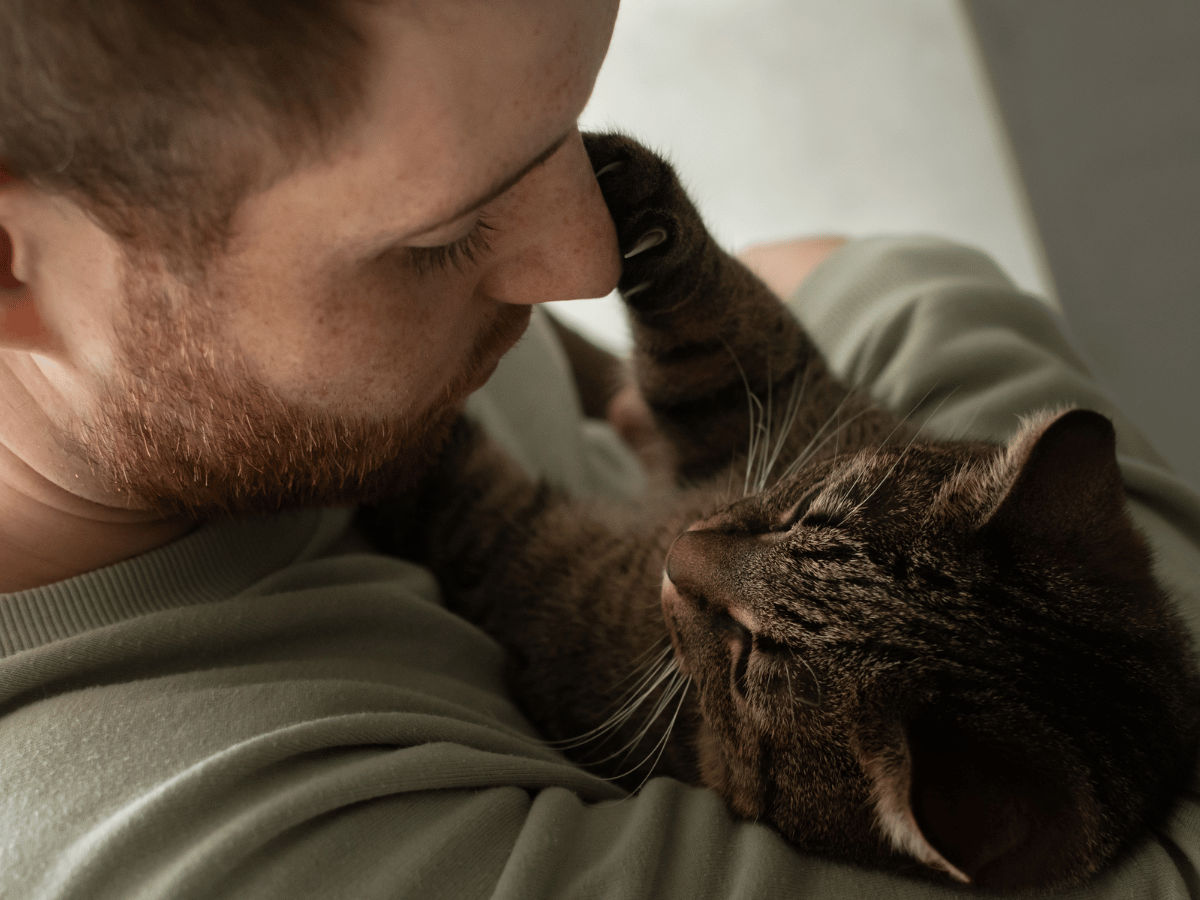 Propriétaire de chat qui se demande si la stomatite de son chat est mortelle