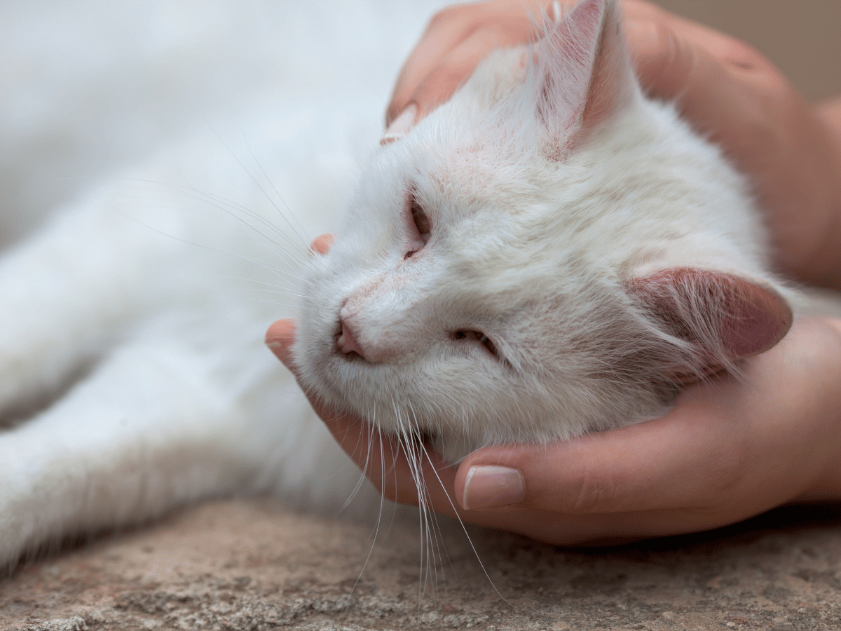 Ce chat est fatigué et léthargique, ce pourrait être un signe d'un cancer chez le chat