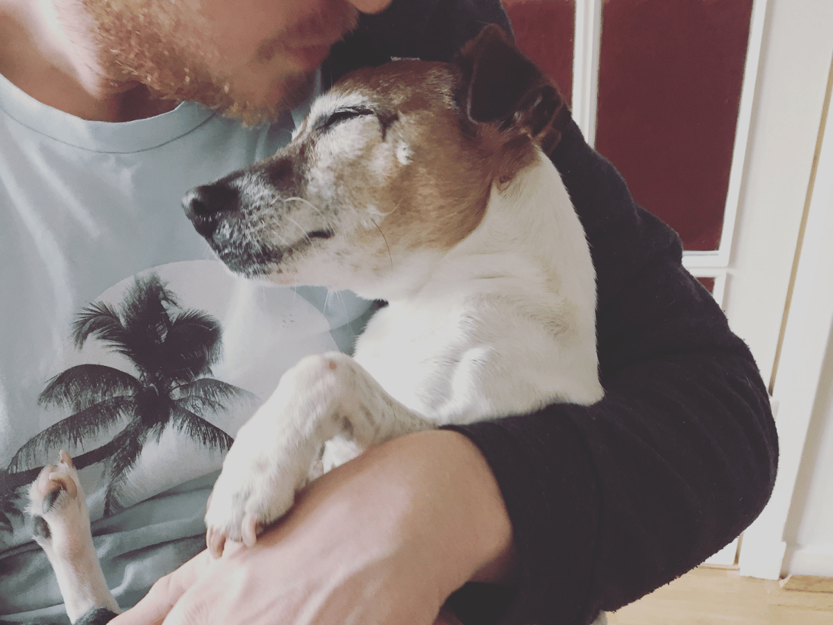 Chien Jack Russell dans les bras de son propriétaire. Il est léthargique, ce qui est un des symptômes du cancer du foie chez le chien.