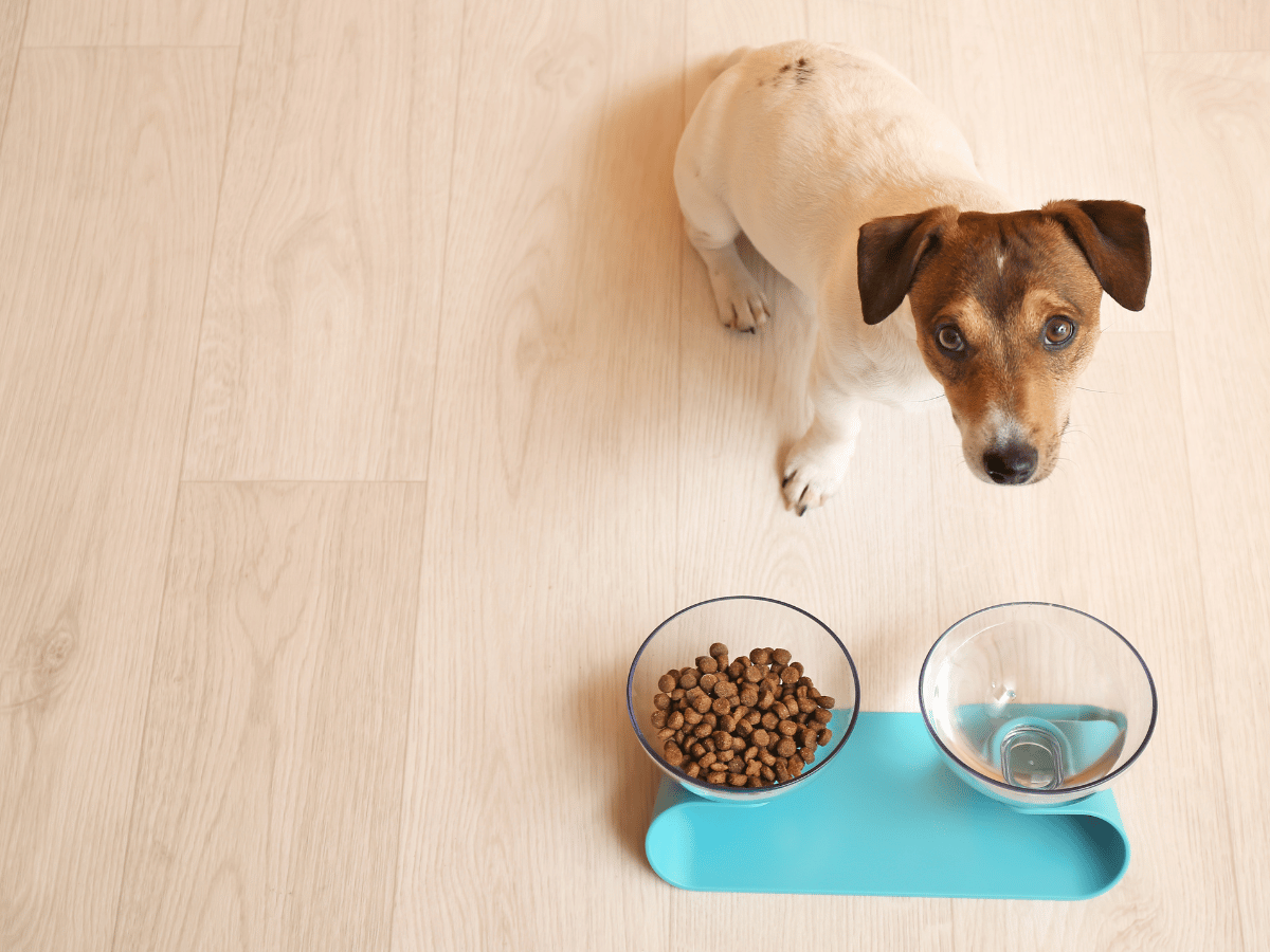 Chien qui a perdu l'appétit, ce qui est un des symptômes de la colite chez les chiens