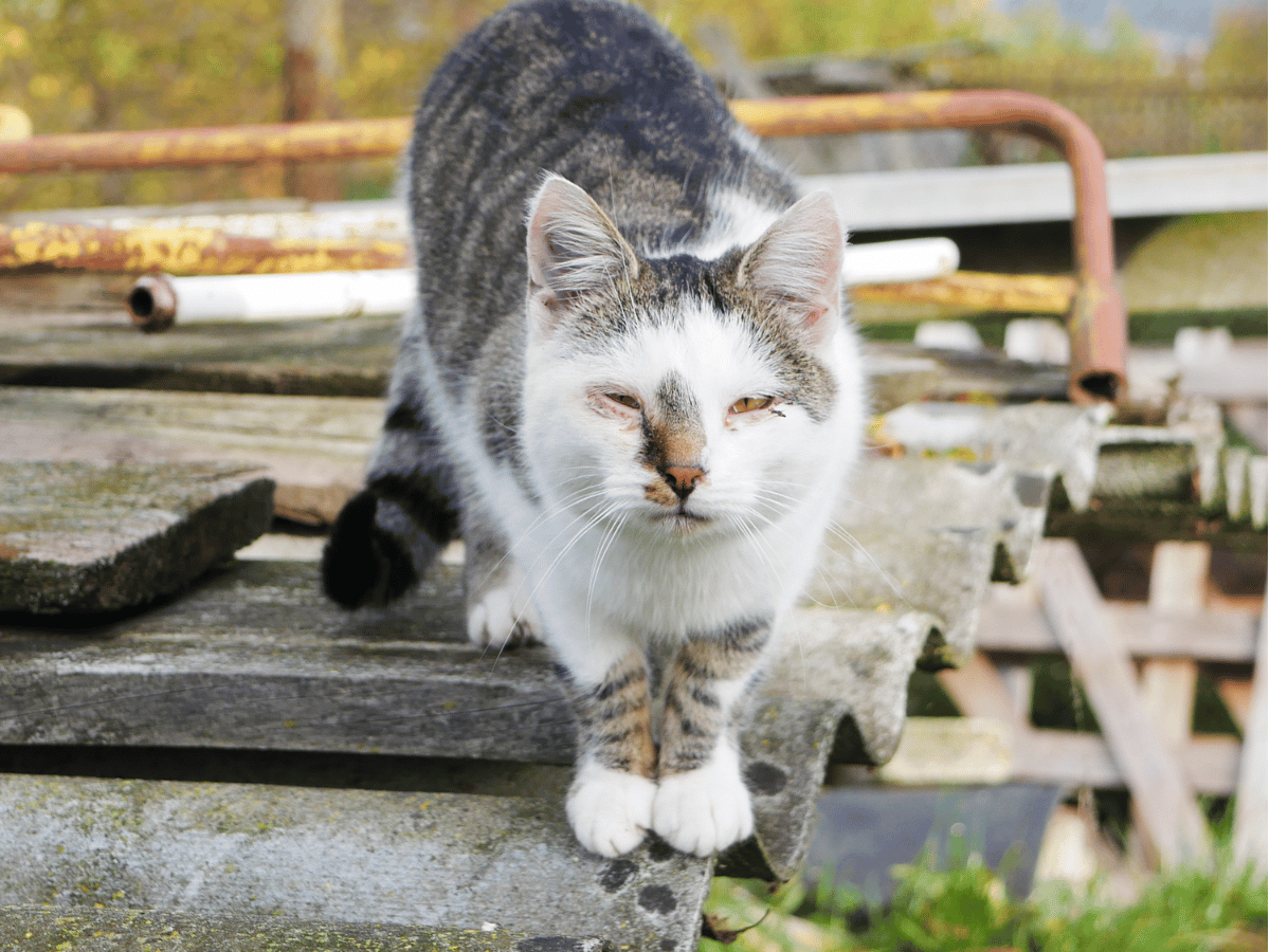 Chat ayant les yeux croûtés, ce qui est un des symptômes de la conjonctivite chez le chat