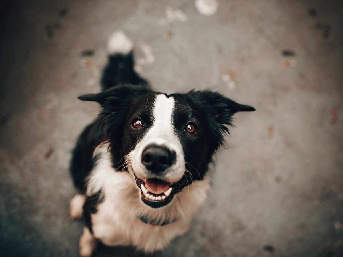 Chien qui est stressé et agité, un des symptômes de l'épilepsie chez le chien