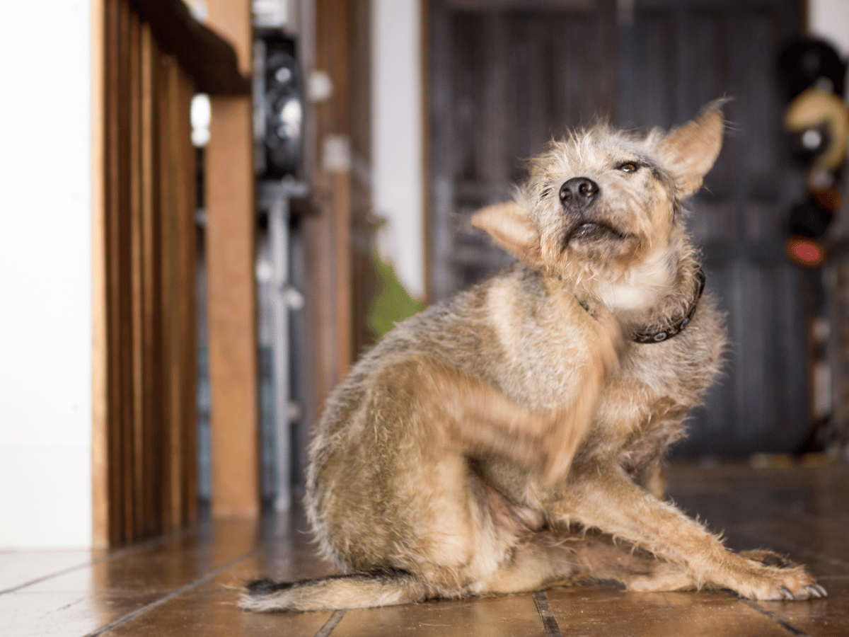 Ce chien a de fortes démangeaisons, ce qui est un des symptômes de perte de poils