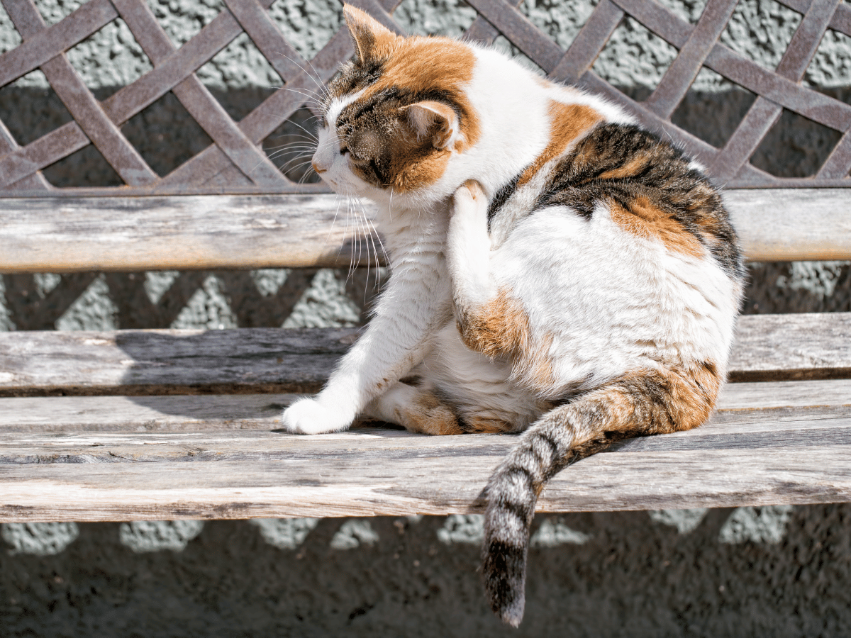 Chat blanc et brun sur un banc de parc qui se gratte. Il s'agit d'un des symptôme d'une infestation de puces.