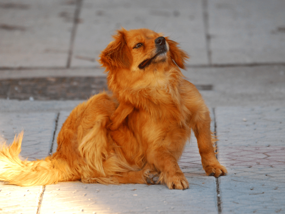 Chien couleur beige foncé qui se gratte sur un trottoir. Le grattage excessif est un des symptômes des puces chez le chien.
