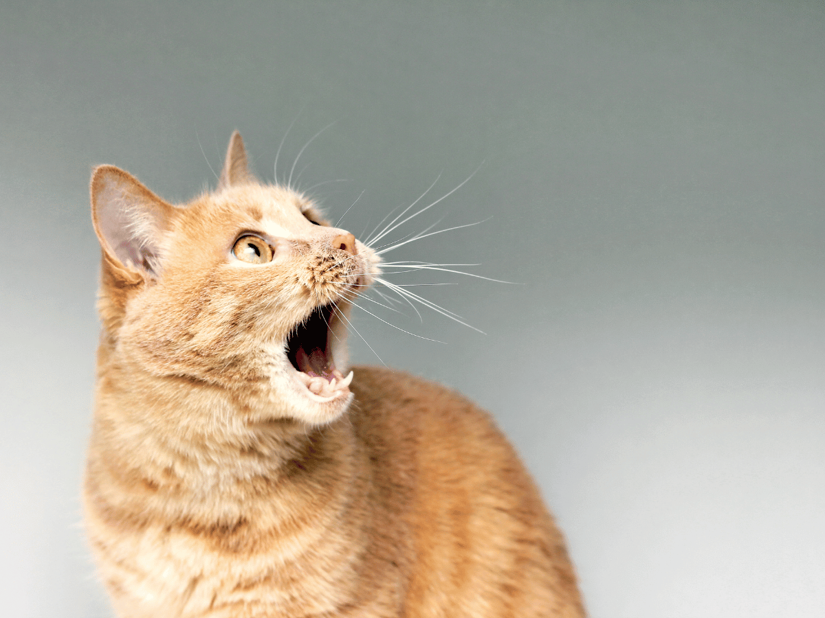 Chat ayant une douleur intense au niveau de gueules, ce qui est un des symptômes de la stomatite chez le chat