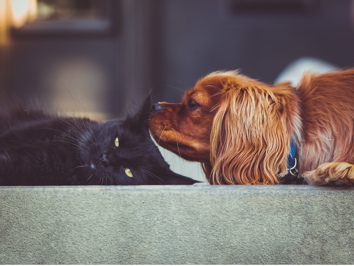 Un chat noir couché sur le sol avec un chien de race cocker qui lui renifle l'oreille. Ce chat est léthargique, ce qui est un des symptômes d'une tique chez le chat.