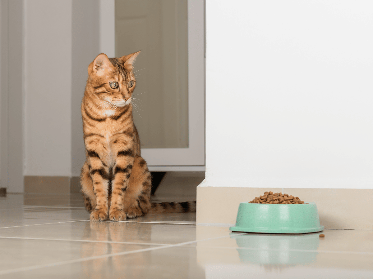 Chat qui a perdu l'appétit, ce qui est un des symptômes des vers chez le chat