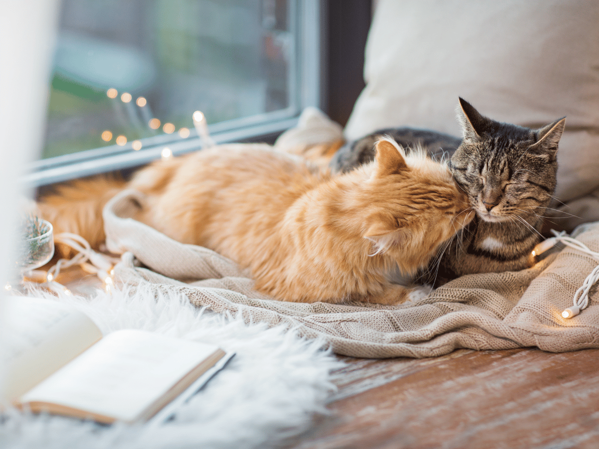 La teigne est très contagieuse d'un chat à l'autre