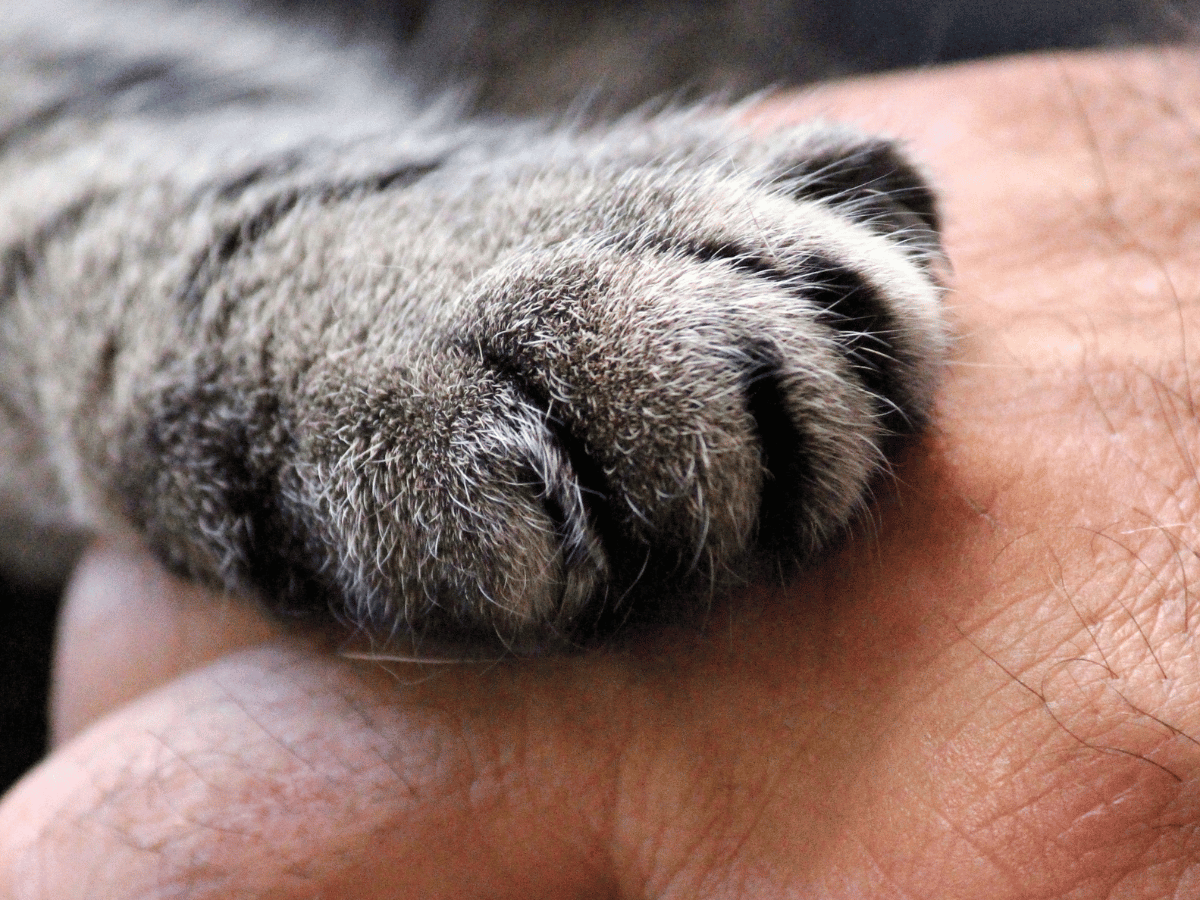 La teigne chez le chat peut être transmise aux humains